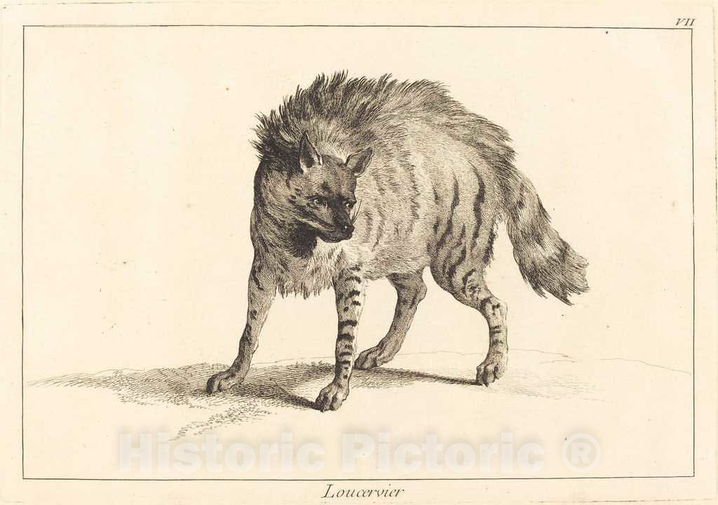 Art Print : Le Bas and Jean Eric Rehn After Oudry, Loucervier (Hyena) - Vintage Wall Art