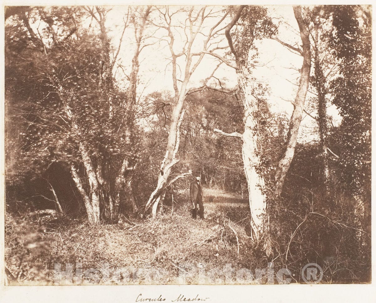 Photo Print : John Dillwyn Llewelyn - Cureuleo Meadow : Vintage Wall Art
