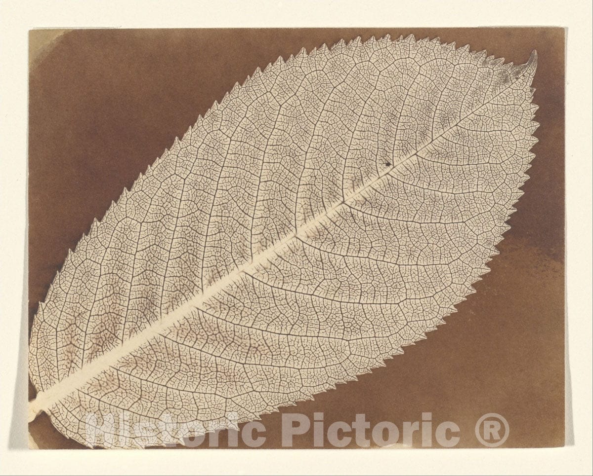 Photo Print : William Henry Fox Talbot - Leaf 1 : Vintage Wall Art