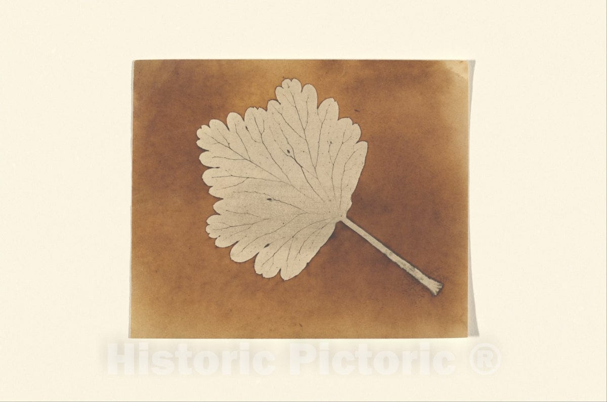 Photo Print : William Henry Fox Talbot - Leaf 2 : Vintage Wall Art