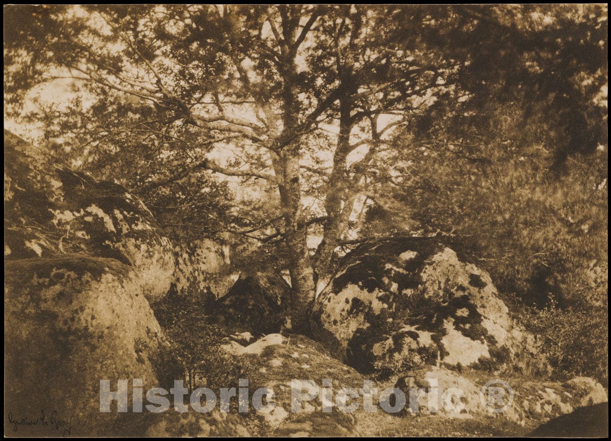 Photo Print : Gustave Le Gray - Oak Tree and Rocks, Forest of Fontainebleau : Vintage Wall Art