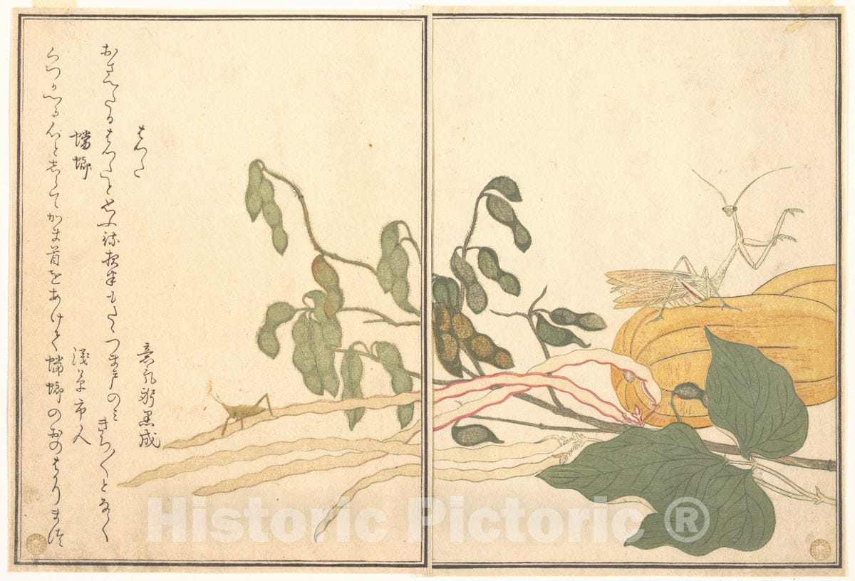Art Print : Cone-Headed Grasshopper or Locust, Artist: Kitagawa Utamaro - Created: 1788 : Vintage Wall Art