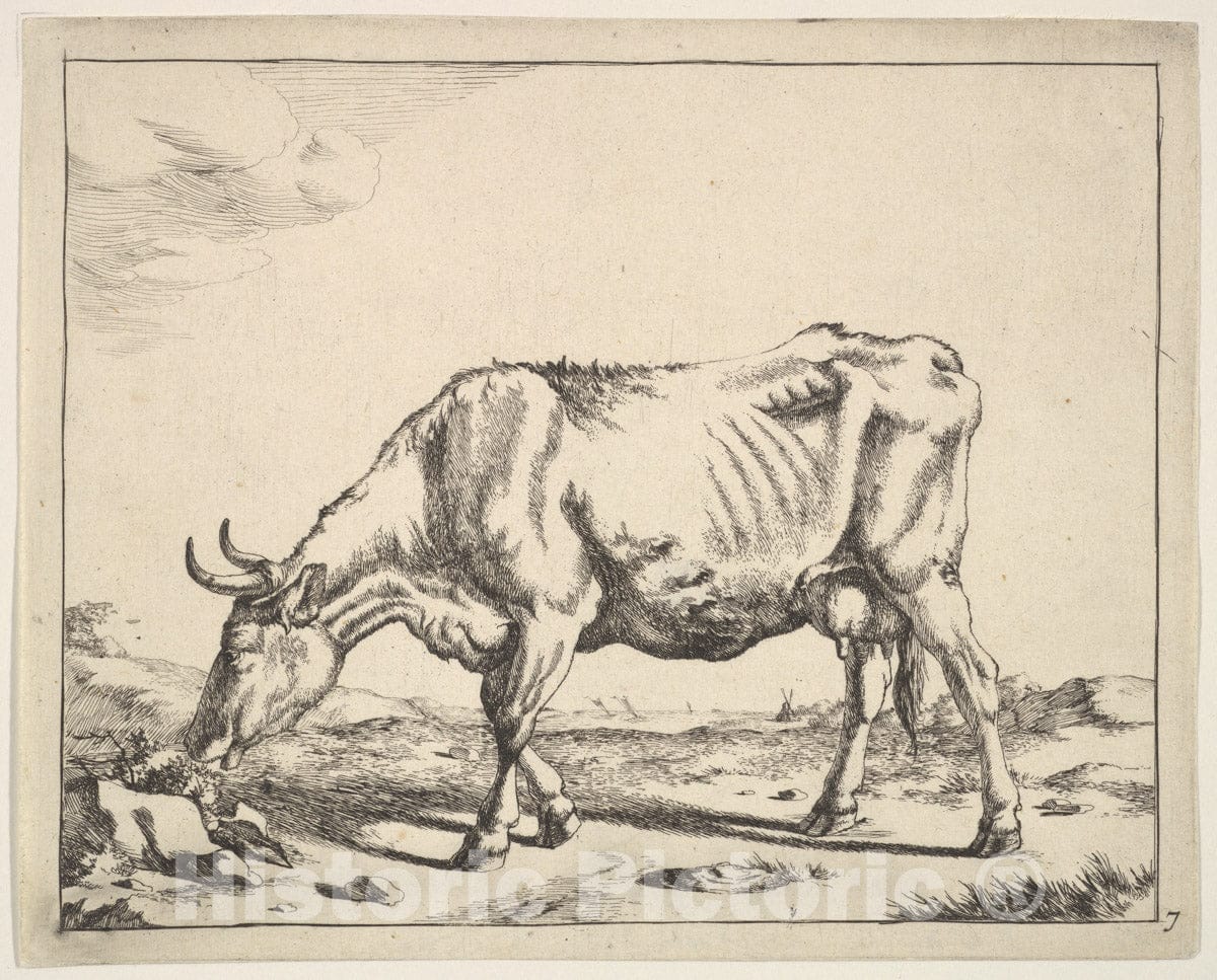 Art Print : Marcus de Bye - Cow, After Paulus Potter : Vintage Wall Art