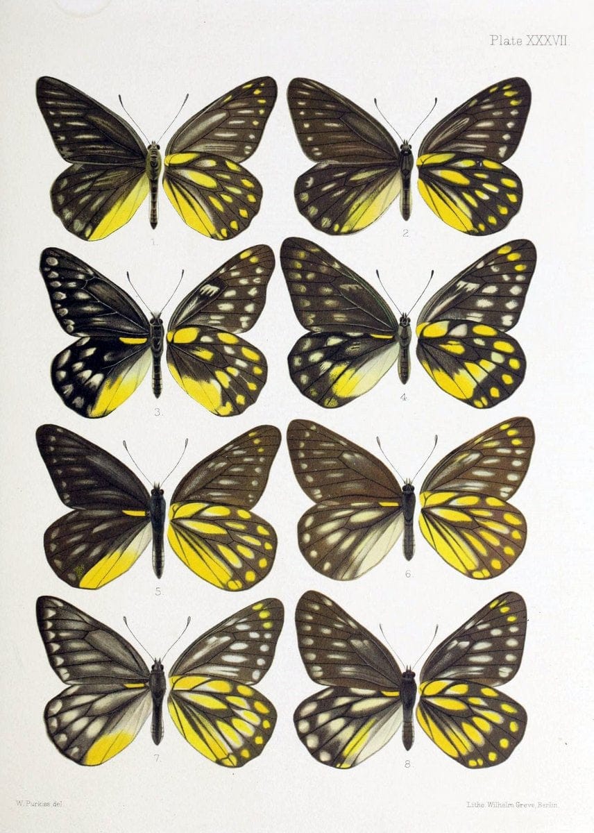 洋書 Butterflies from China, Japan, and Corea Butterflies From China, Japan, And Corea; Volume 2: Leech, John