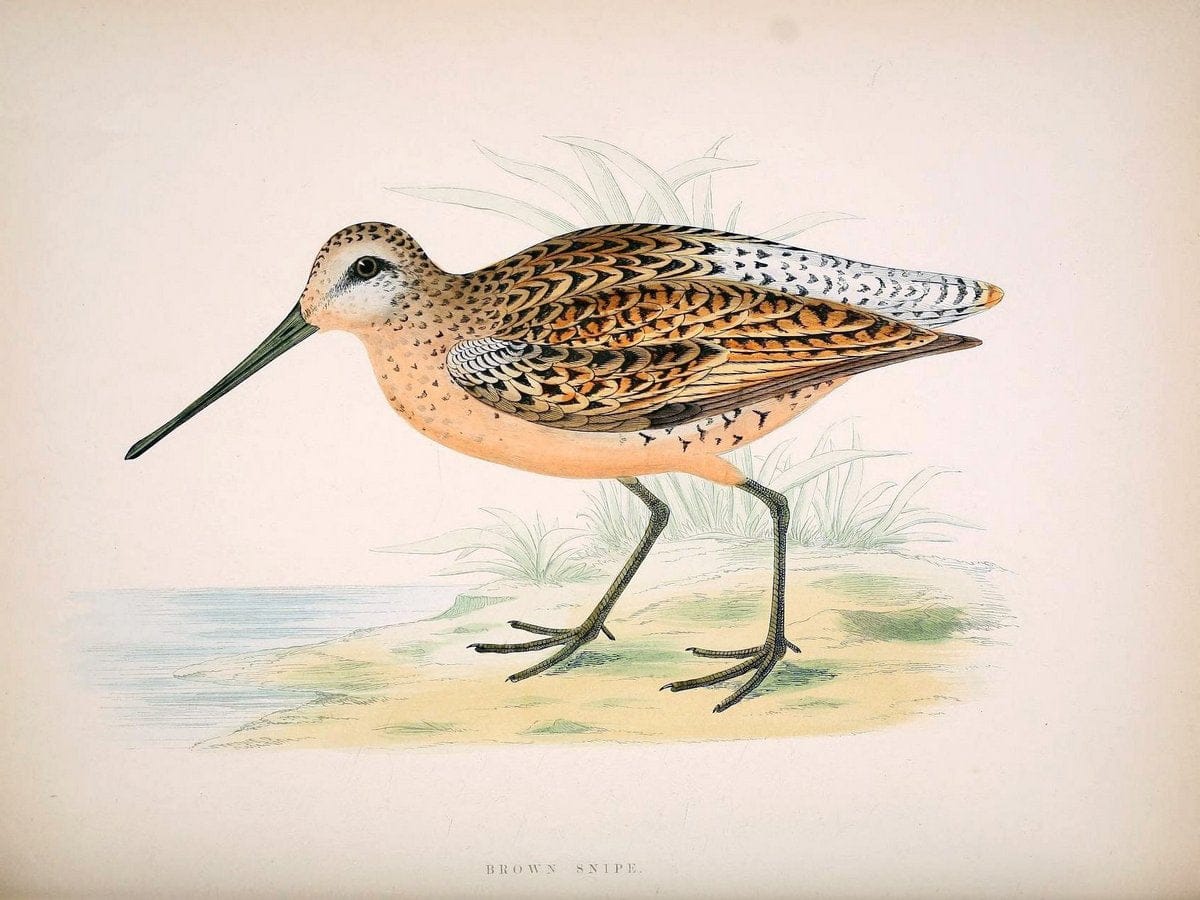 British game birds and wildfowl /.London :Groombridge and Sons . ,1855.  | Birds "Game and game-birds" "Great Britain" "Pictorial works" | Vintage Print Reproduction 464223