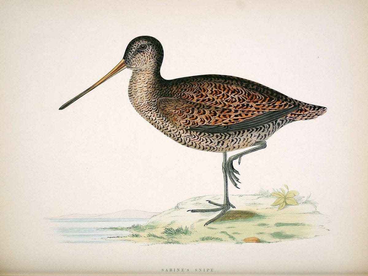 British game birds and wildfowl /.London :Groombridge and Sons . ,1855.  | Birds "Game and game-birds" "Great Britain" "Pictorial works" | Vintage Print Reproduction 464224