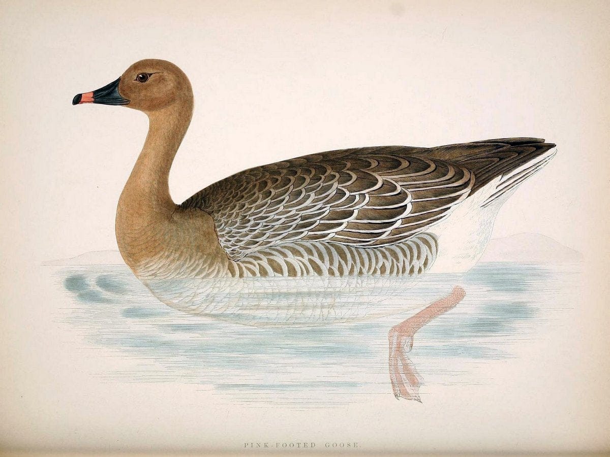 British game birds and wildfowl /.London :Groombridge and Sons . ,1855.  | Birds "Game and game-birds" "Great Britain" "Pictorial works" | Vintage Print Reproduction 464227