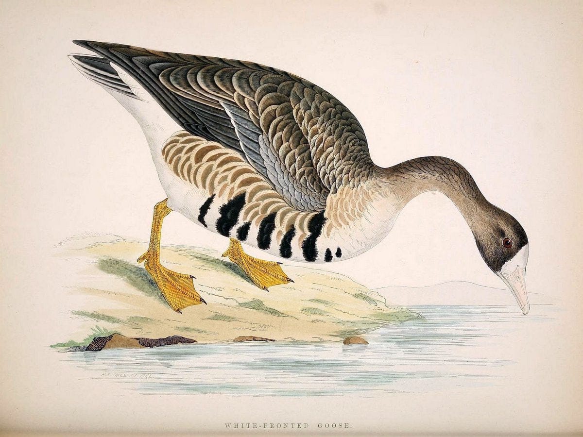 British game birds and wildfowl /.London :Groombridge and Sons . ,1855.  | Birds "Game and game-birds" "Great Britain" "Pictorial works" | Vintage Print Reproduction 464228