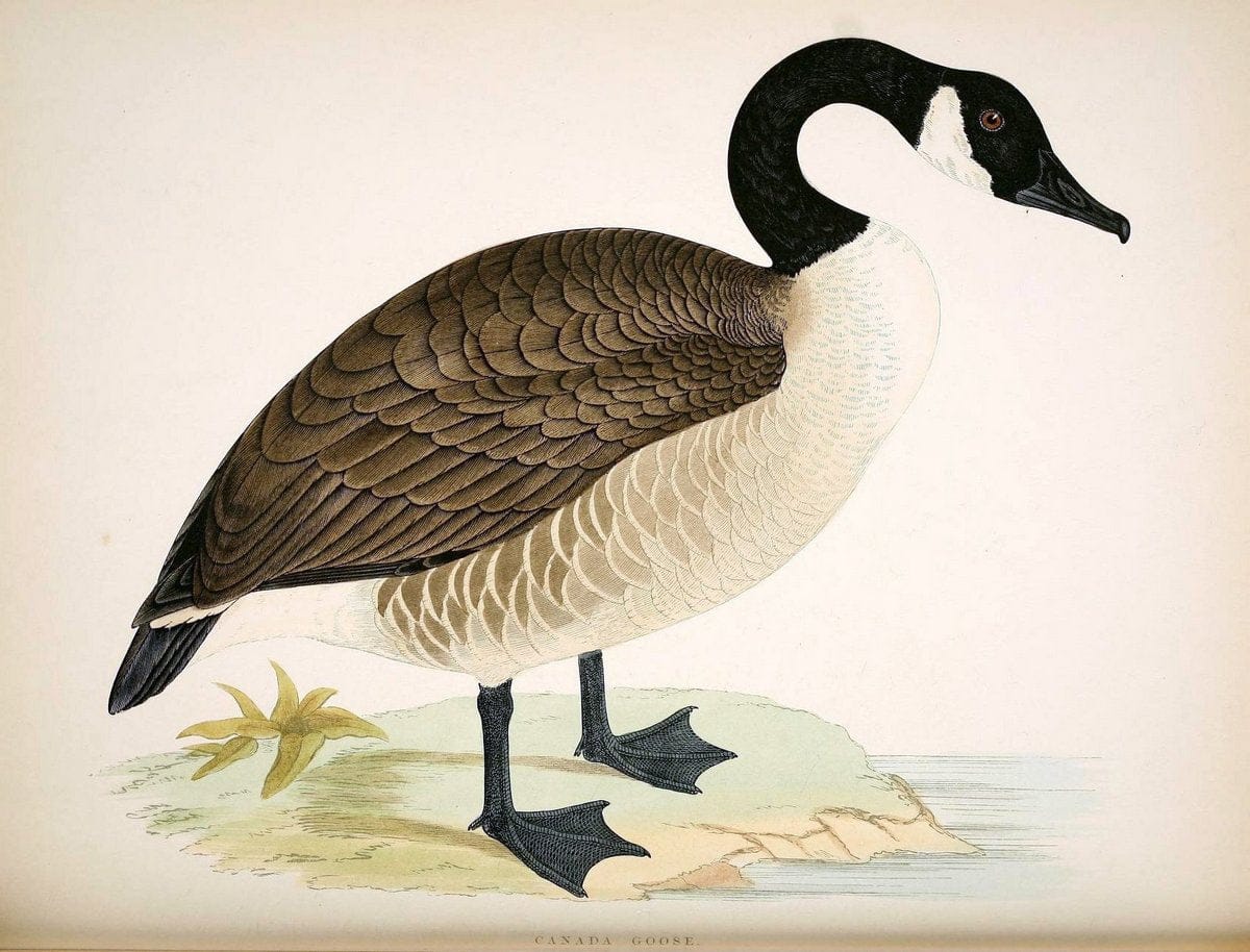 British game birds and wildfowl /.London :Groombridge and Sons . ,1855.  | Birds "Game and game-birds" "Great Britain" "Pictorial works" | Vintage Print Reproduction 464234