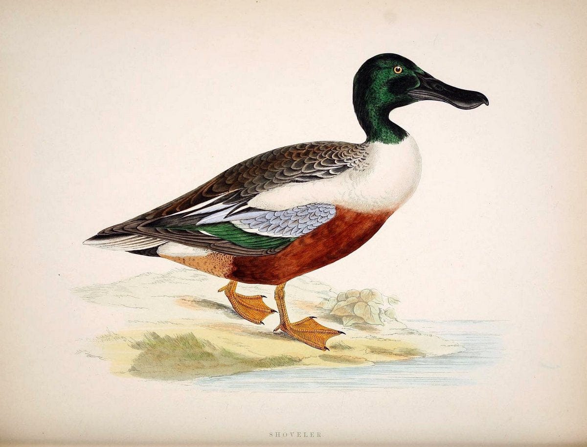 British game birds and wildfowl /.London :Groombridge and Sons . ,1855.  | Birds "Game and game-birds" "Great Britain" "Pictorial works" | Vintage Print Reproduction 464238