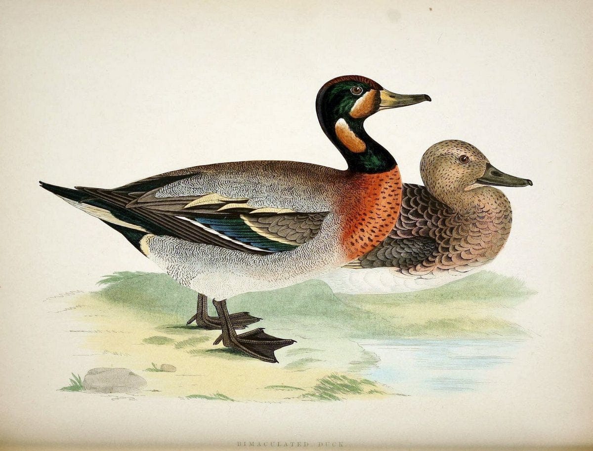 British game birds and wildfowl /.London :Groombridge and Sons . ,1855.  | Birds "Game and game-birds" "Great Britain" "Pictorial works" | Vintage Print Reproduction 464241