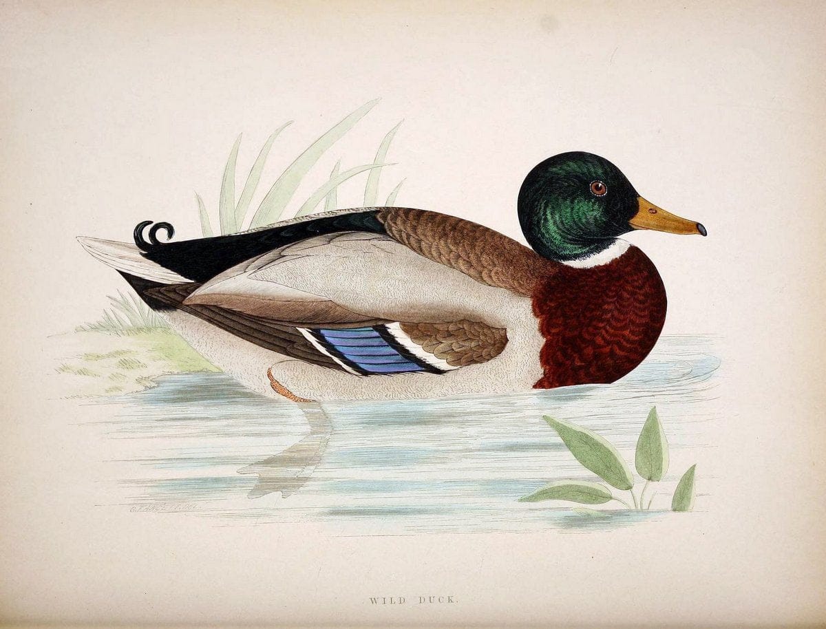British game birds and wildfowl /.London :Groombridge and Sons . ,1855.  | Birds "Game and game-birds" "Great Britain" "Pictorial works" | Vintage Print Reproduction 464242
