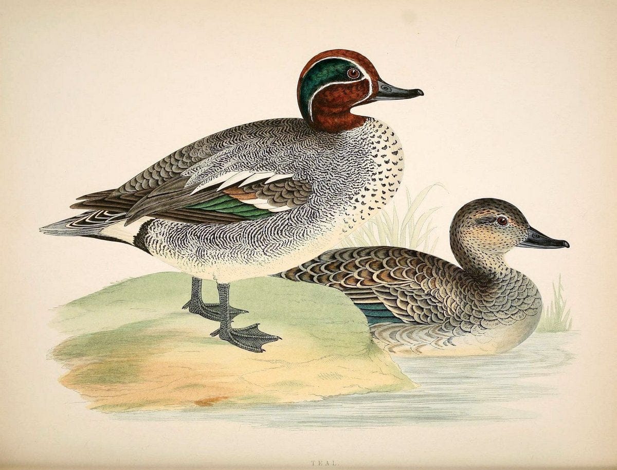 British game birds and wildfowl /.London :Groombridge and Sons . ,1855.  | Birds "Game and game-birds" "Great Britain" "Pictorial works" | Vintage Print Reproduction 464245