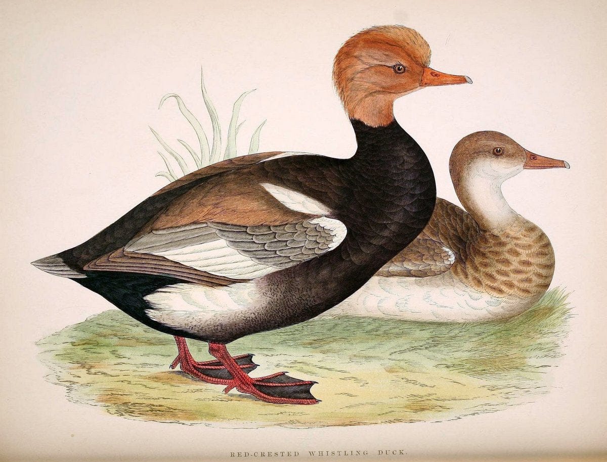 British game birds and wildfowl /.London :Groombridge and Sons . ,1855.  | Birds "Game and game-birds" "Great Britain" "Pictorial works" | Vintage Print Reproduction 464254