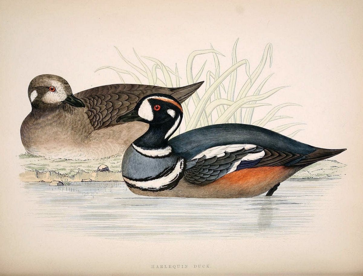 British game birds and wildfowl /.London :Groombridge and Sons . ,1855.  | Birds "Game and game-birds" "Great Britain" "Pictorial works" | Vintage Print Reproduction 464260