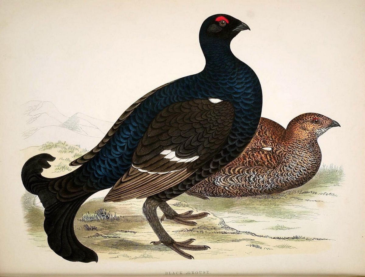 British game birds and wildfowl /.London :Groombridge and Sons . ,1855.  | Birds "Game and game-birds" "Great Britain" "Pictorial works" | Vintage Print Reproduction 464263