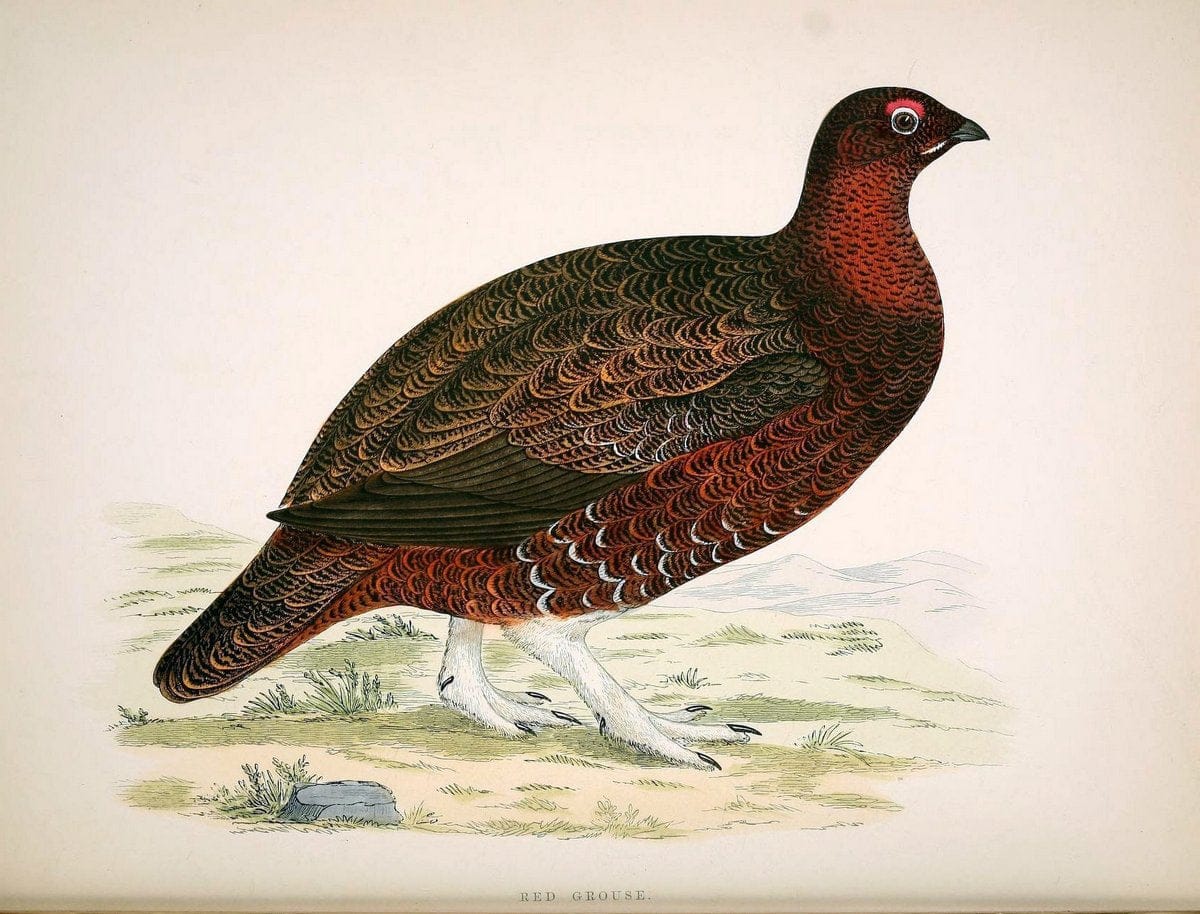 British game birds and wildfowl /.London :Groombridge and Sons . ,1855.  | Birds "Game and game-birds" "Great Britain" "Pictorial works" | Vintage Print Reproduction 464264