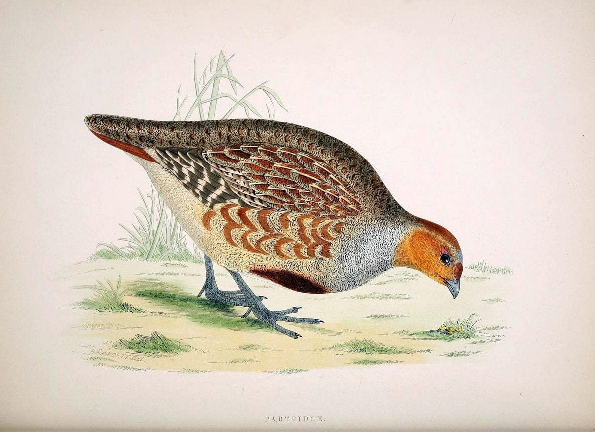 British game birds and wildfowl /.London :Groombridge and Sons . ,1855.  | Birds "Game and game-birds" "Great Britain" "Pictorial works" | Vintage Print Reproduction 464266