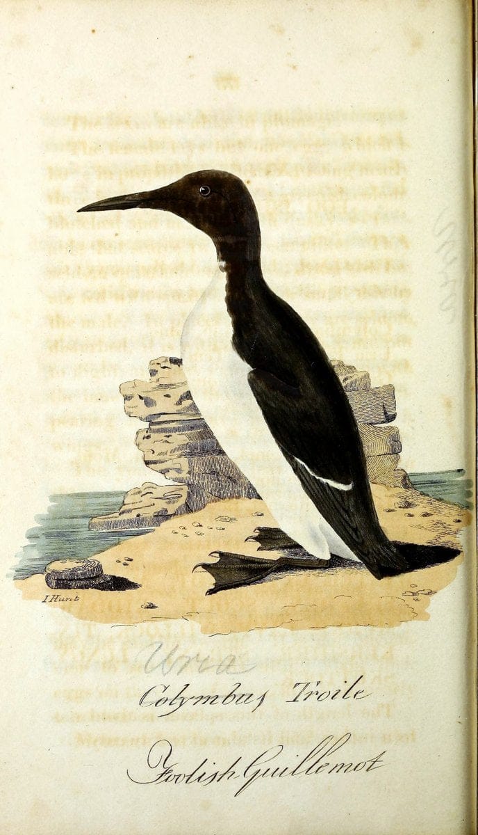 British ornithology :.Norwich :Bacon,1815-22.  | Birds "Great Britain" "Pictorial works"  | Vintage Print Reproduction 464671