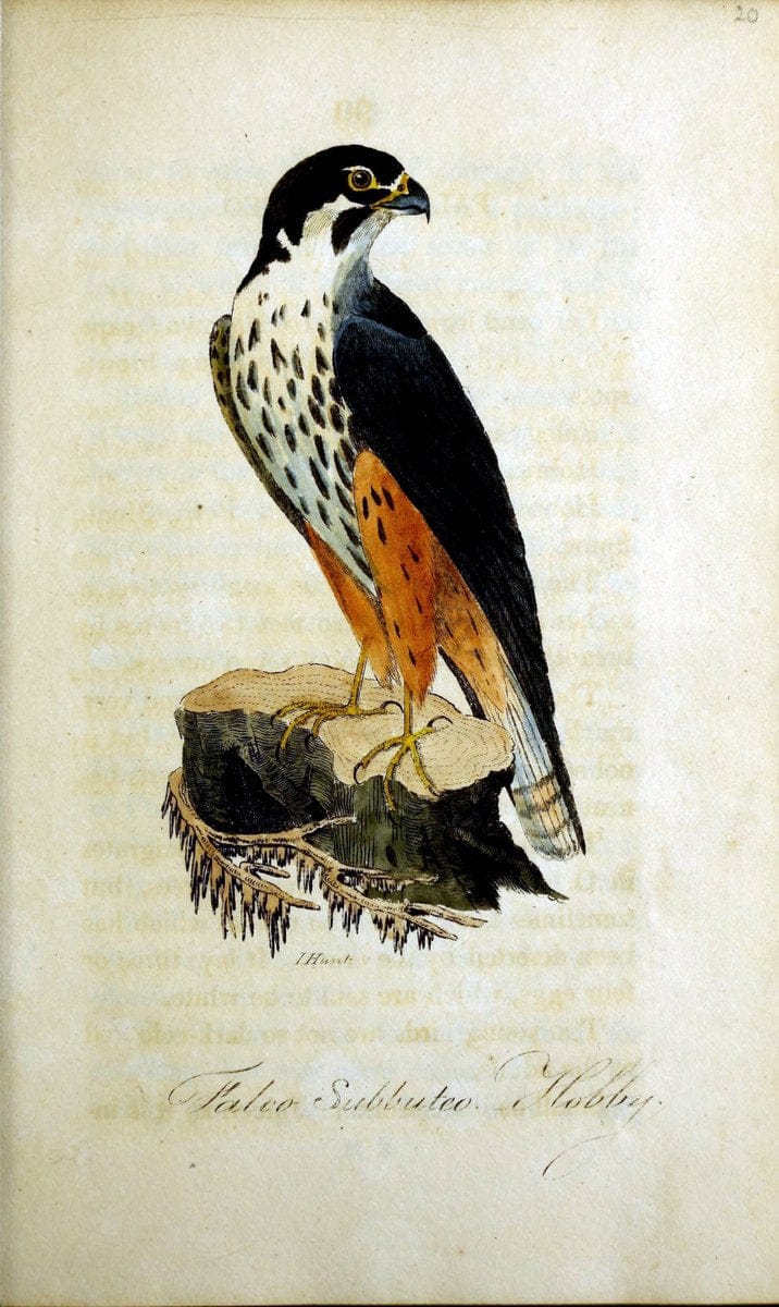 British ornithology :.Norwich :Bacon,1815-22.  | Birds "Great Britain" "Pictorial works"  | Vintage Print Reproduction 464677