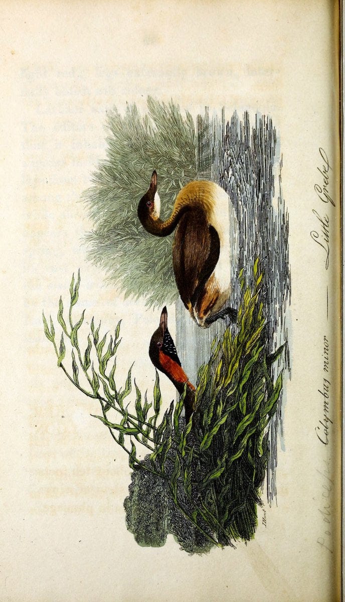 British ornithology :.Norwich :Bacon,1815-22.  | Birds "Great Britain" "Pictorial works"  | Vintage Print Reproduction 464678