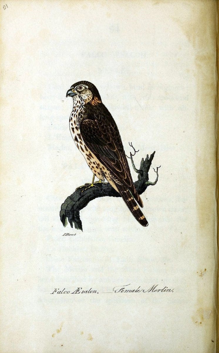 British ornithology :.Norwich :Bacon,1815-22.  | Birds "Great Britain" "Pictorial works"  | Vintage Print Reproduction 464679