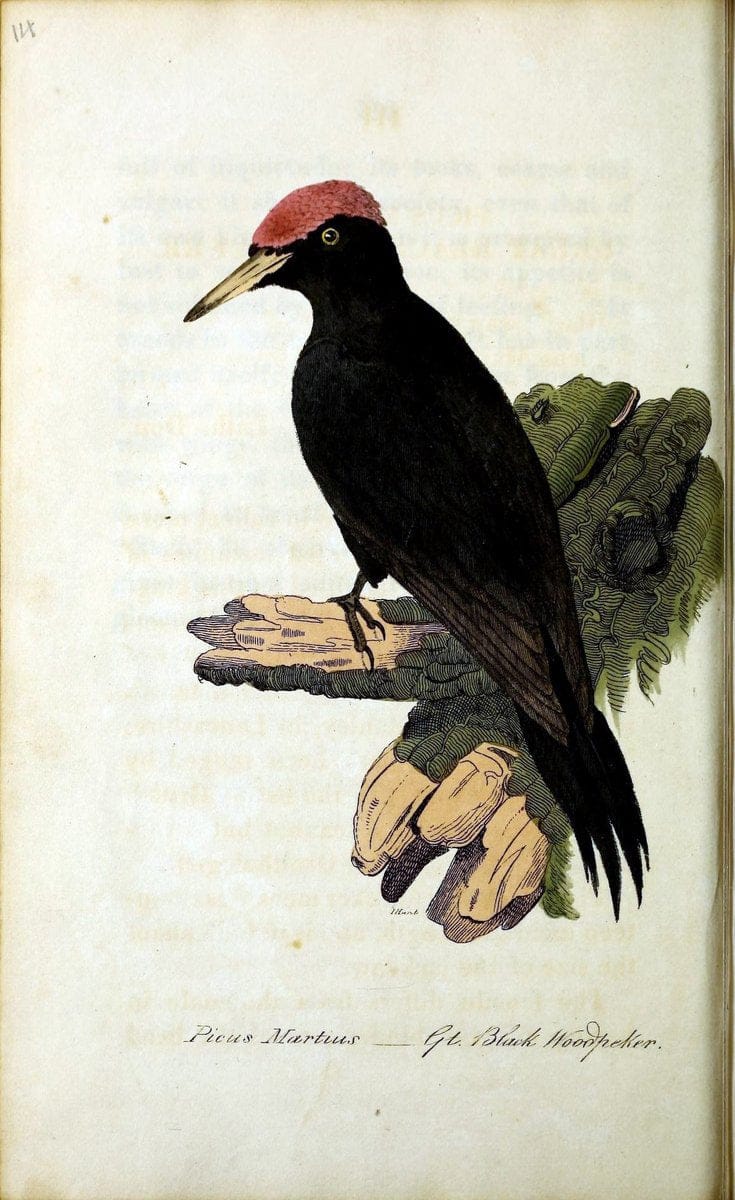 British ornithology :.Norwich :Bacon,1815-22.  | Birds "Great Britain" "Pictorial works"  | Vintage Print Reproduction 464681