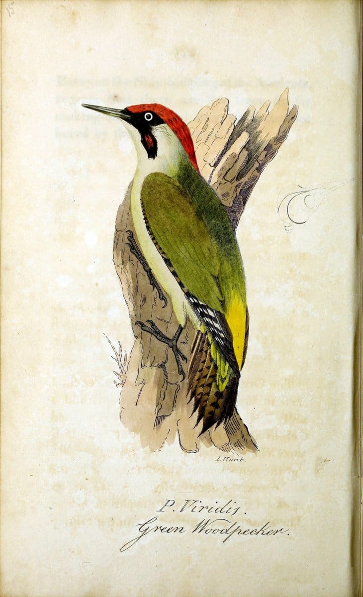 British ornithology :.Norwich :Bacon,1815-22.  | Birds "Great Britain" "Pictorial works"  | Vintage Print Reproduction 464683