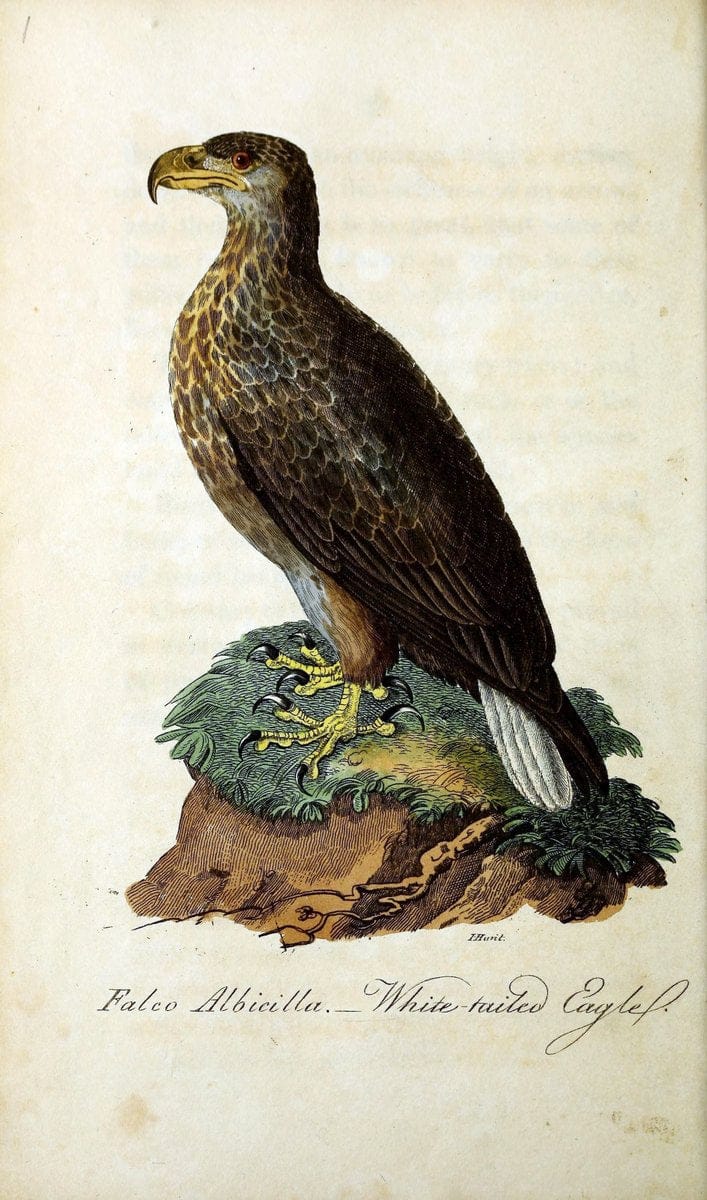 British ornithology :.Norwich :Bacon,1815-22.  | Birds "Great Britain" "Pictorial works"  | Vintage Print Reproduction 464684