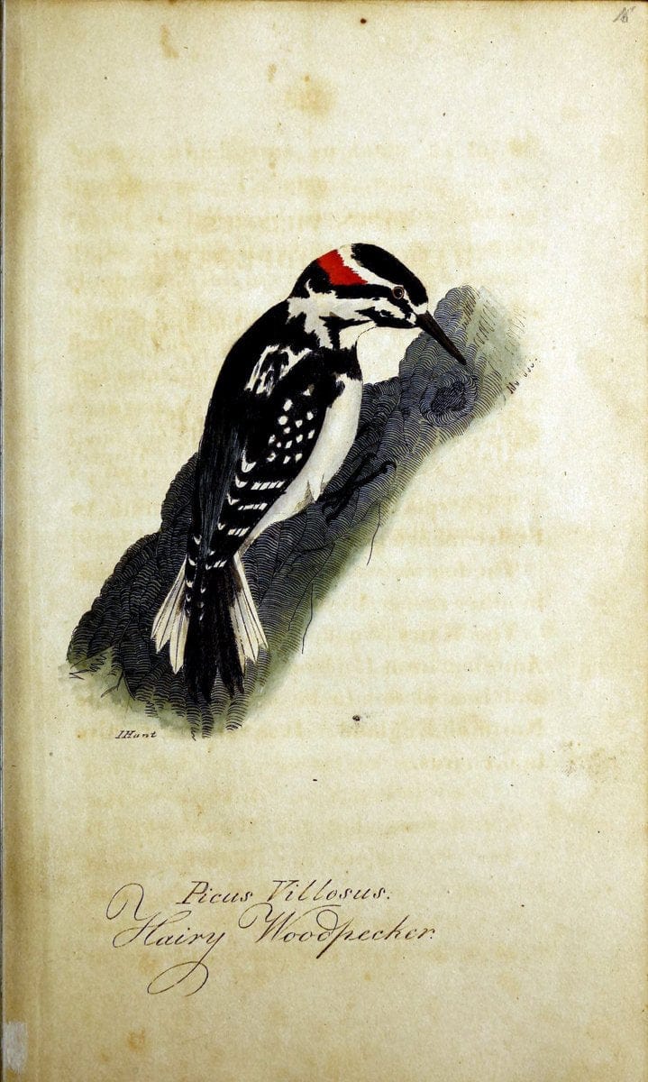 British ornithology :.Norwich :Bacon,1815-22.  | Birds "Great Britain" "Pictorial works"  | Vintage Print Reproduction 464685