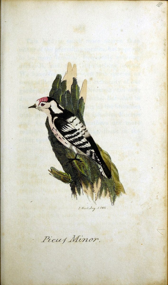British ornithology :.Norwich :Bacon,1815-22.  | Birds "Great Britain" "Pictorial works"  | Vintage Print Reproduction 464687