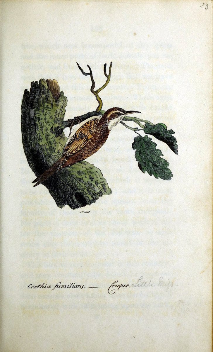 British ornithology :.Norwich :Bacon,1815-22.  | Birds "Great Britain" "Pictorial works"  | Vintage Print Reproduction 464699