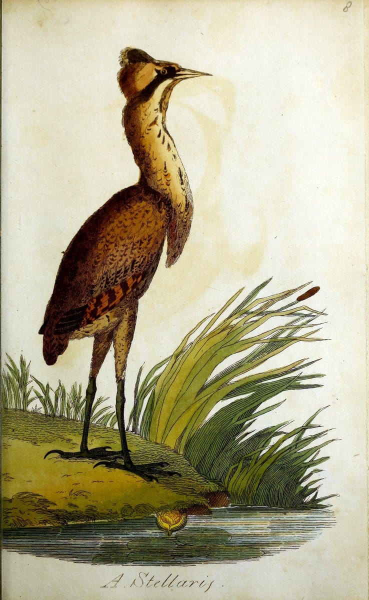 British ornithology :.Norwich :Bacon,1815-22.  | Birds "Great Britain" "Pictorial works"  | Vintage Print Reproduction 464700