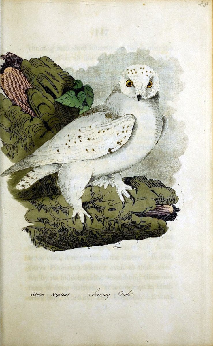 British ornithology :.Norwich :Bacon,1815-22.  | Birds "Great Britain" "Pictorial works"  | Vintage Print Reproduction 464701