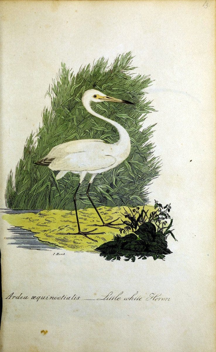 British ornithology :.Norwich :Bacon,1815-22.  | Birds "Great Britain" "Pictorial works"  | Vintage Print Reproduction 464705