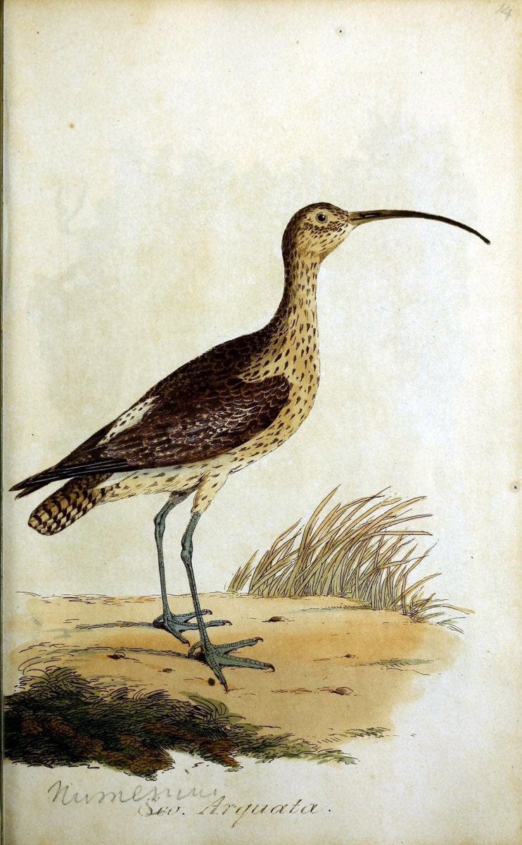 British ornithology :.Norwich :Bacon,1815-22.  | Birds "Great Britain" "Pictorial works"  | Vintage Print Reproduction 464706