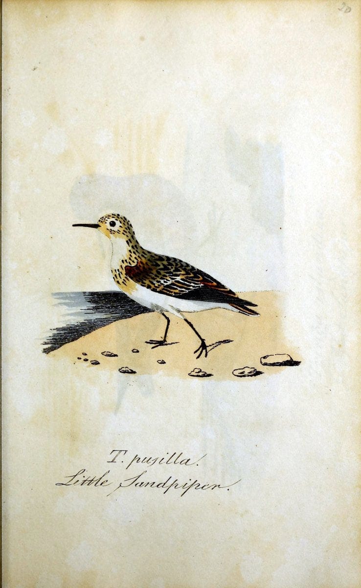 British ornithology :.Norwich :Bacon,1815-22.  | Birds "Great Britain" "Pictorial works"  | Vintage Print Reproduction 464711