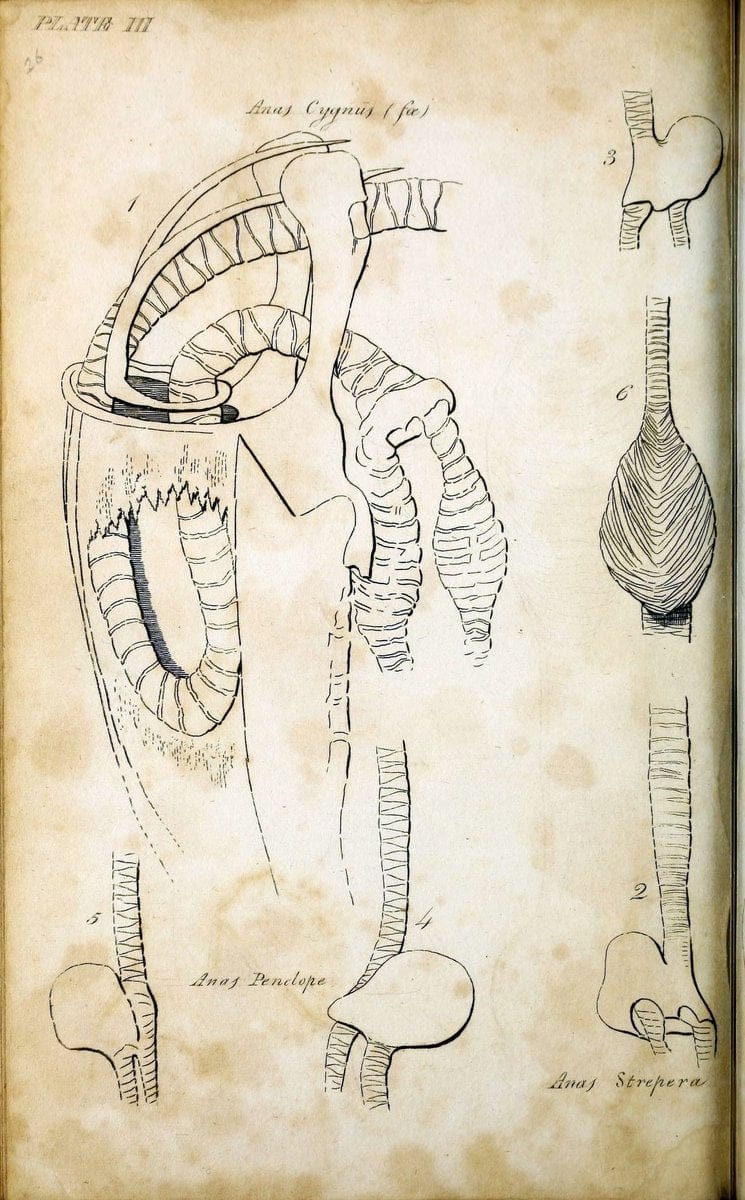 British ornithology :.Norwich :Bacon,1815-22.  | Birds "Great Britain" "Pictorial works"  | Vintage Print Reproduction 464716