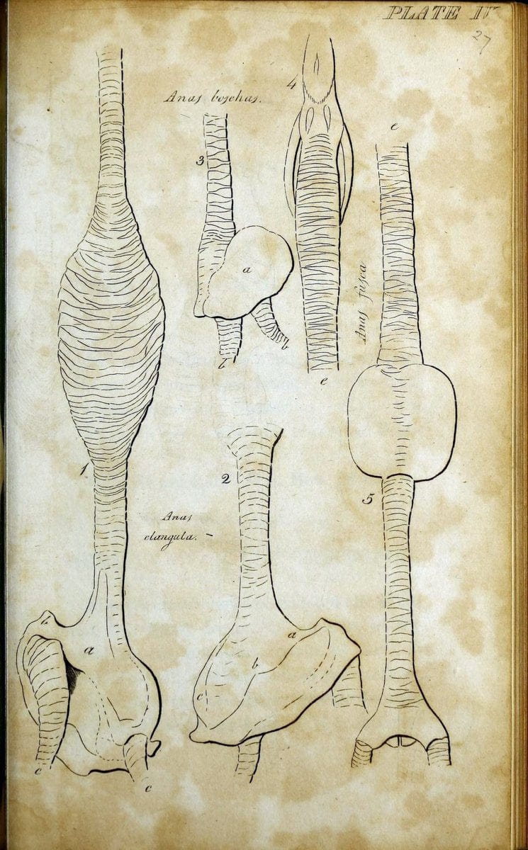British ornithology :.Norwich :Bacon,1815-22.  | Birds "Great Britain" "Pictorial works"  | Vintage Print Reproduction 464717