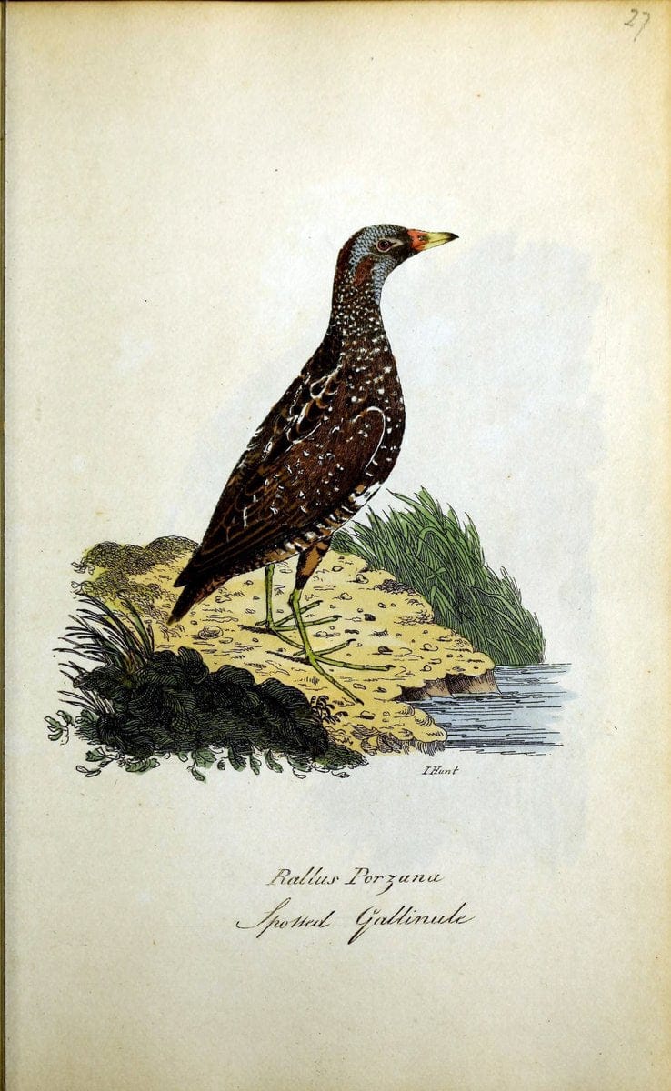 British ornithology :.Norwich :Bacon,1815-22.  | Birds "Great Britain" "Pictorial works"  | Vintage Print Reproduction 464720