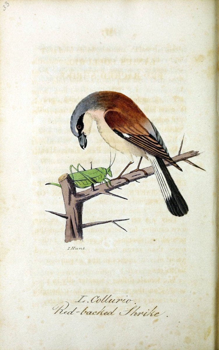 British ornithology :.Norwich :Bacon,1815-22.  | Birds "Great Britain" "Pictorial works"  | Vintage Print Reproduction 464722