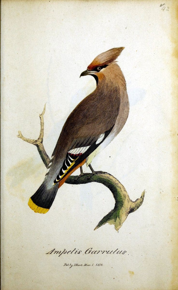British ornithology :.Norwich :Bacon,1815-22.  | Birds "Great Britain" "Pictorial works"  | Vintage Print Reproduction 464728