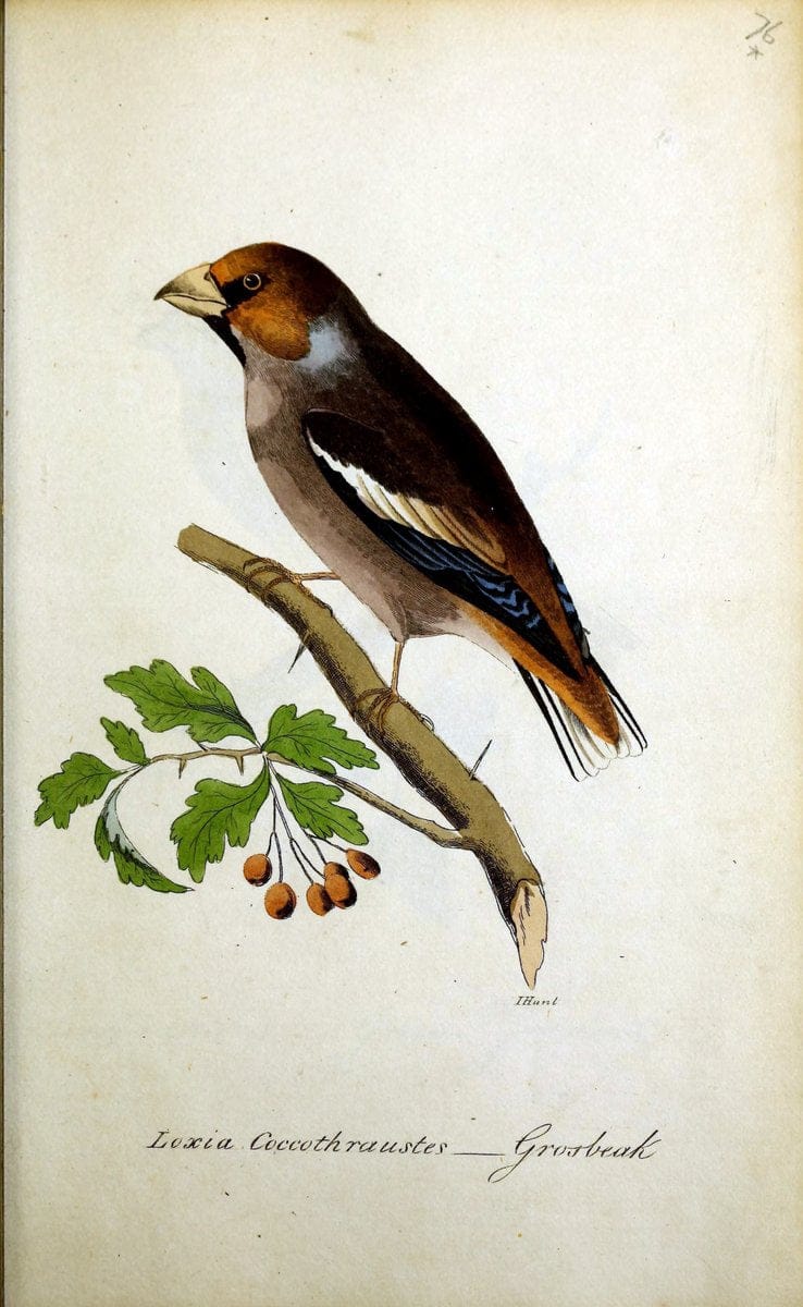British ornithology :.Norwich :Bacon,1815-22.  | Birds "Great Britain" "Pictorial works"  | Vintage Print Reproduction 464729
