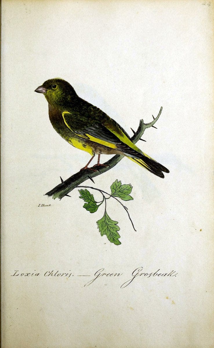 British ornithology :.Norwich :Bacon,1815-22.  | Birds "Great Britain" "Pictorial works"  | Vintage Print Reproduction 464730