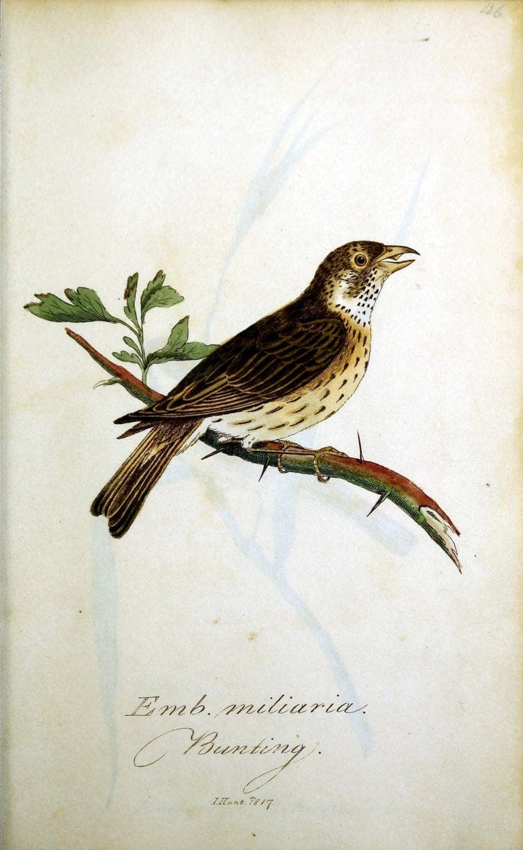 British ornithology :.Norwich :Bacon,1815-22.  | Birds "Great Britain" "Pictorial works"  | Vintage Print Reproduction 464733