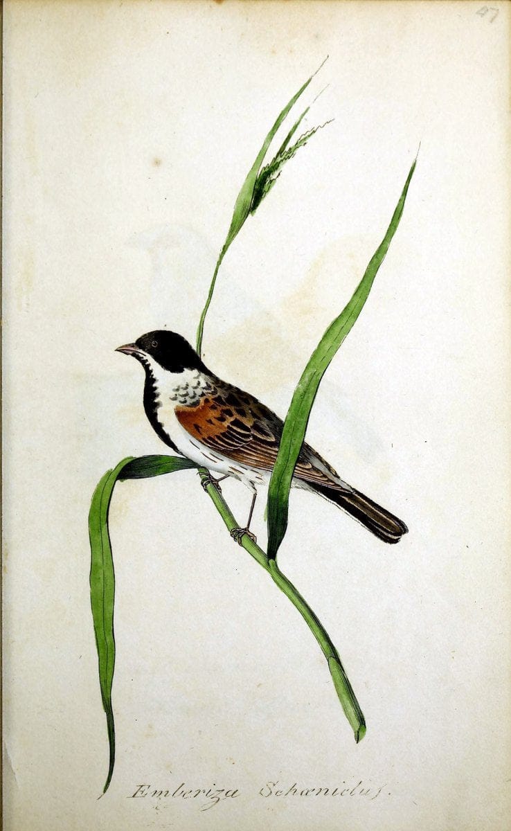 British ornithology :.Norwich :Bacon,1815-22.  | Birds "Great Britain" "Pictorial works"  | Vintage Print Reproduction 464734