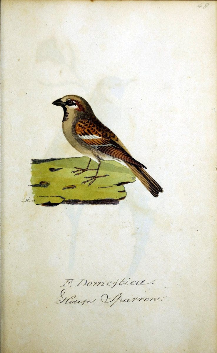 British ornithology :.Norwich :Bacon,1815-22.  | Birds "Great Britain" "Pictorial works"  | Vintage Print Reproduction 464735