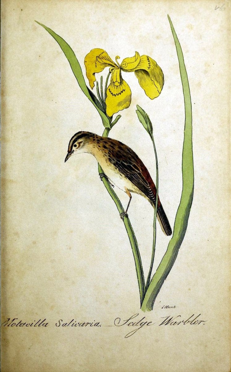 British ornithology :.Norwich :Bacon,1815-22.  | Birds "Great Britain" "Pictorial works"  | Vintage Print Reproduction 464745