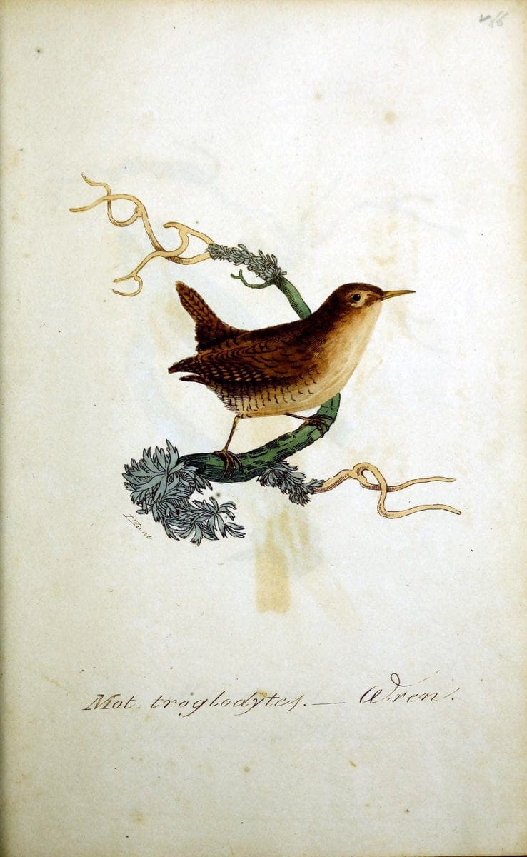 British ornithology :.Norwich :Bacon,1815-22.  | Birds "Great Britain" "Pictorial works"  | Vintage Print Reproduction 464749