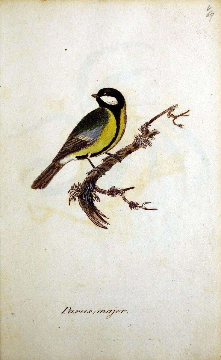 British ornithology :.Norwich :Bacon,1815-22.  | Birds "Great Britain" "Pictorial works"  | Vintage Print Reproduction 464752